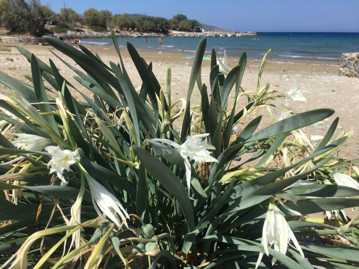 Fissi Villas Agritourism Accommodation Near The Sea Άγιος Νικόλαος Εξωτερικό φωτογραφία